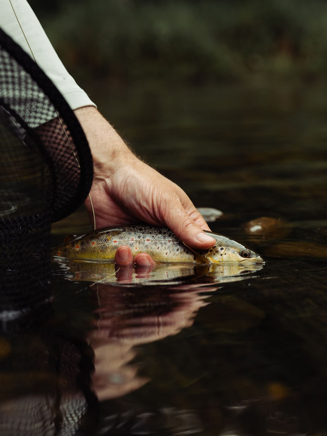 Angler releasing a South Holston River brown trout caught on a fly