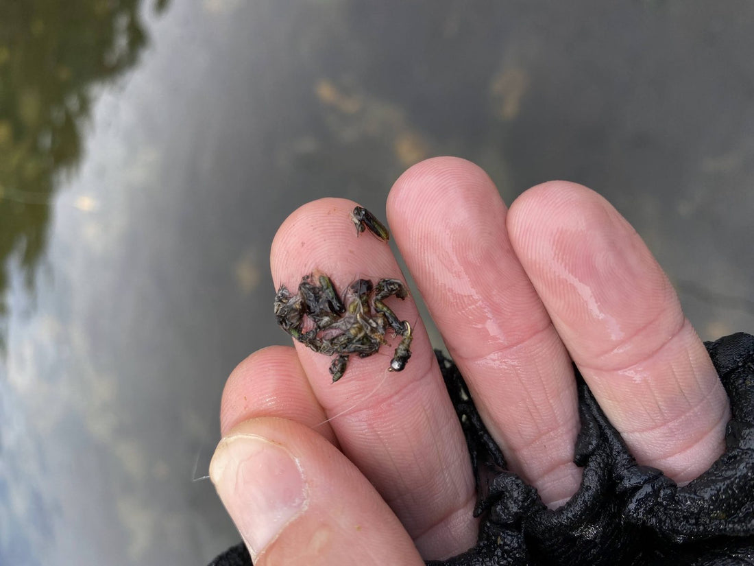 Trout Stomach Pump 101: Cracking the Hatch