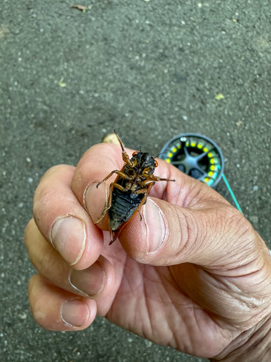 It’s Time to Talk Cicadas