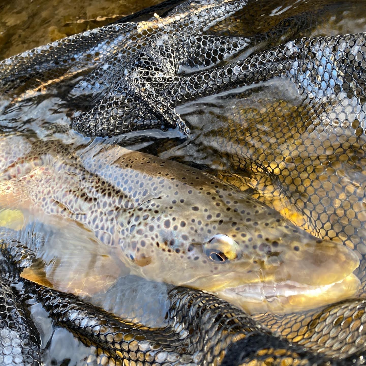 Fishing