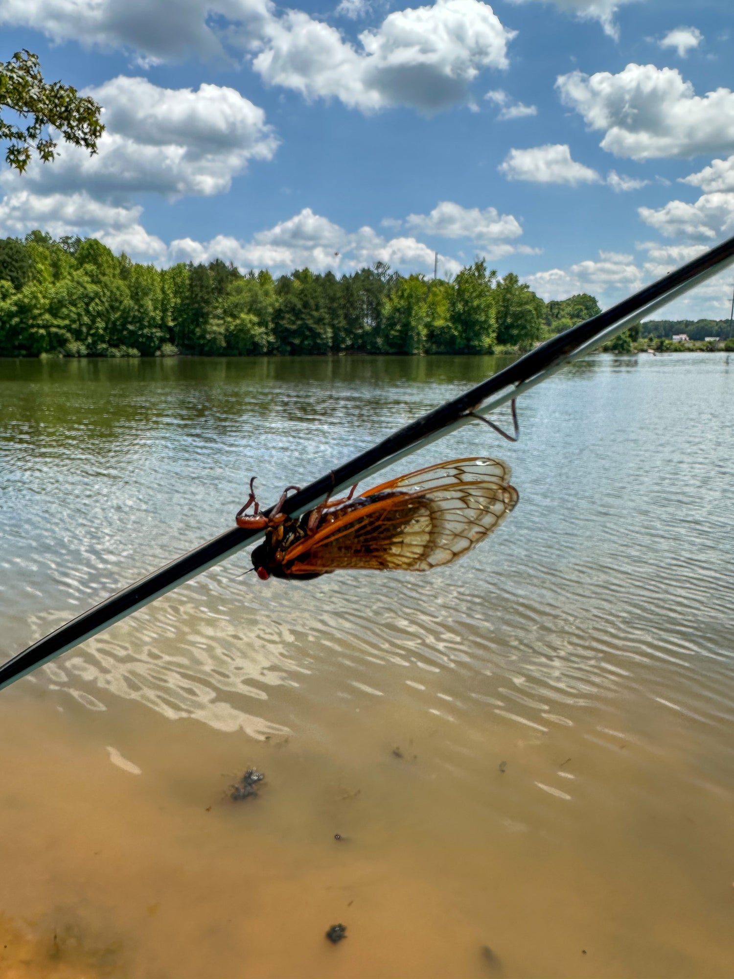 Cicadas