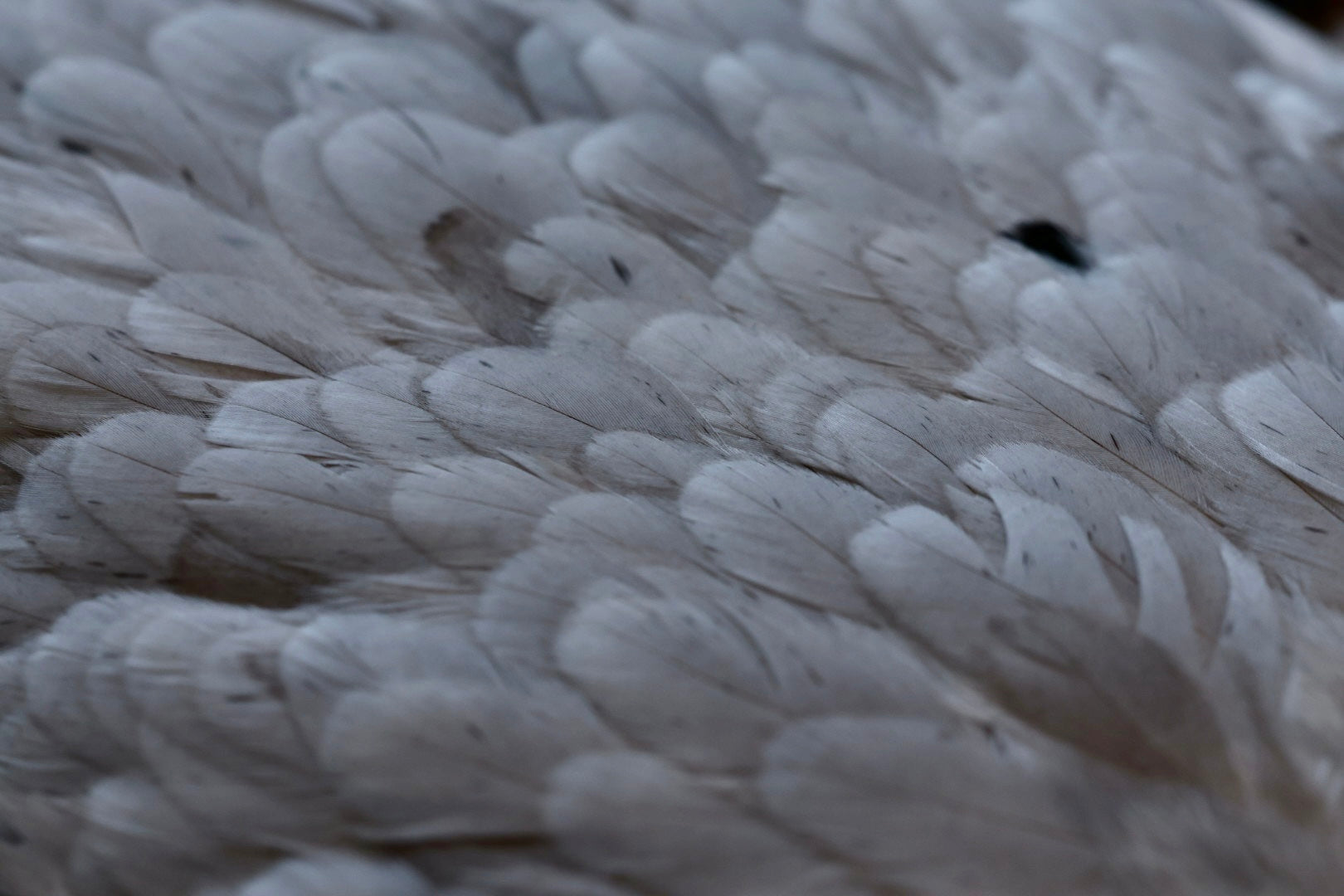 Hackle & Feathers