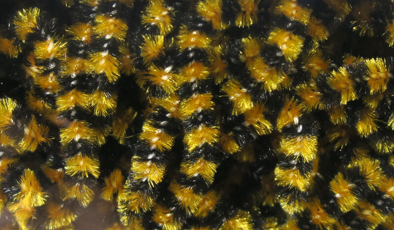 Fly Fish Food Small Stonefly Chenille