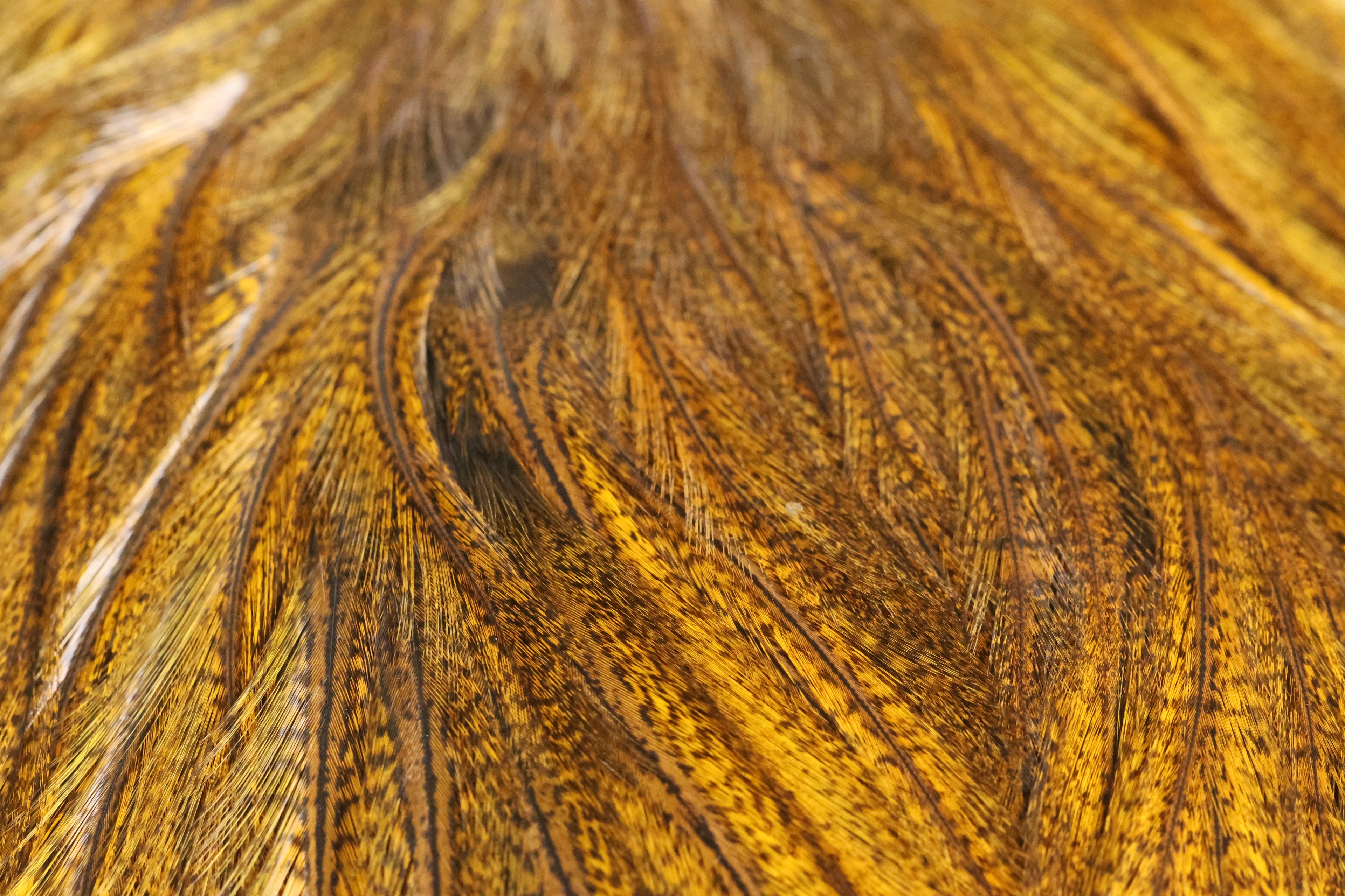 Whiting Farms Coq de Leon Silver Saddle