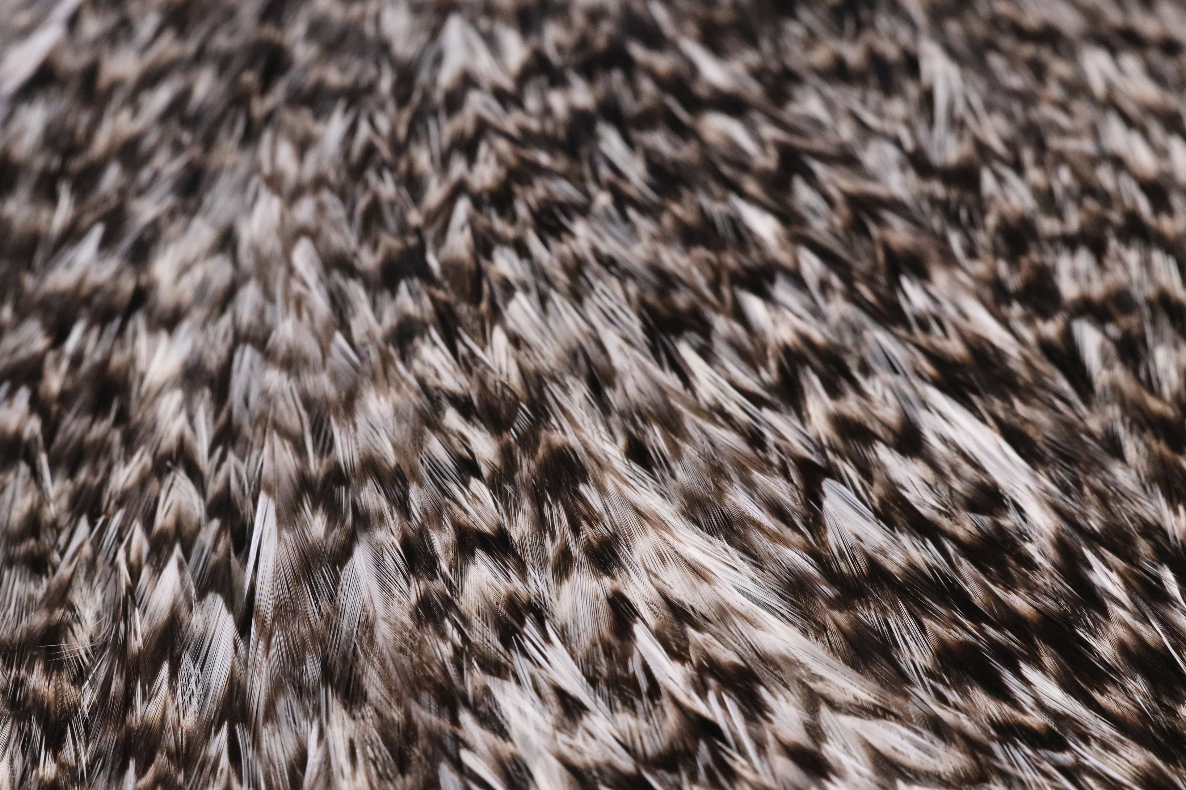 Whiting Farms Coq de Leon Silver Saddle