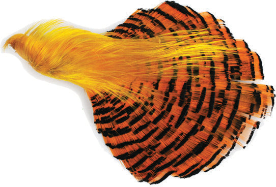 Golden Pheasant Complete Head