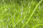 Large UV Polar Chenille
