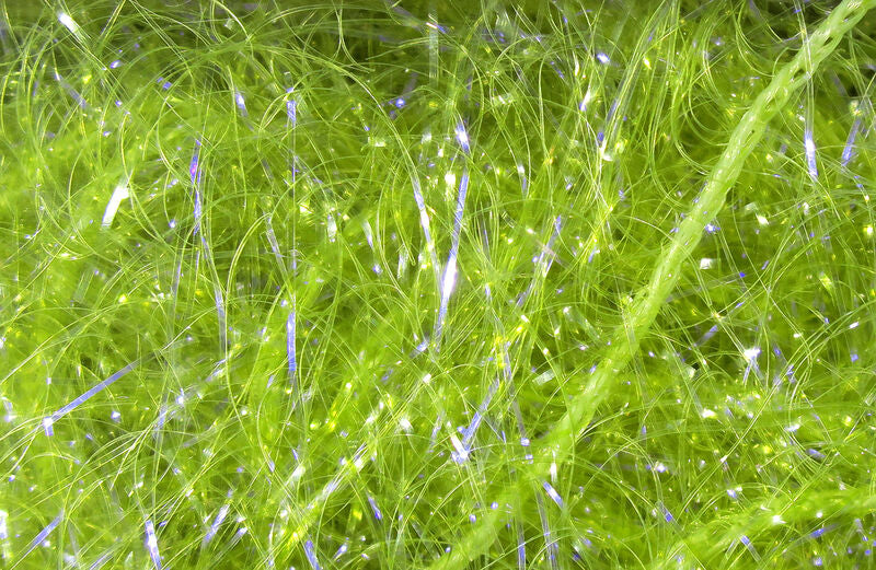 Large UV Polar Chenille