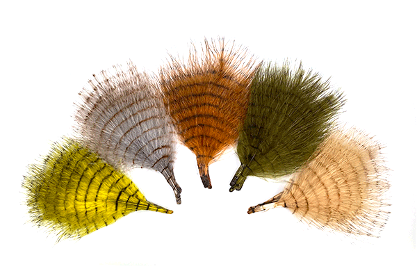 Fine Barred Marabou