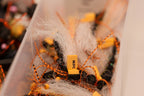MFC Cook's Periodical Cicada