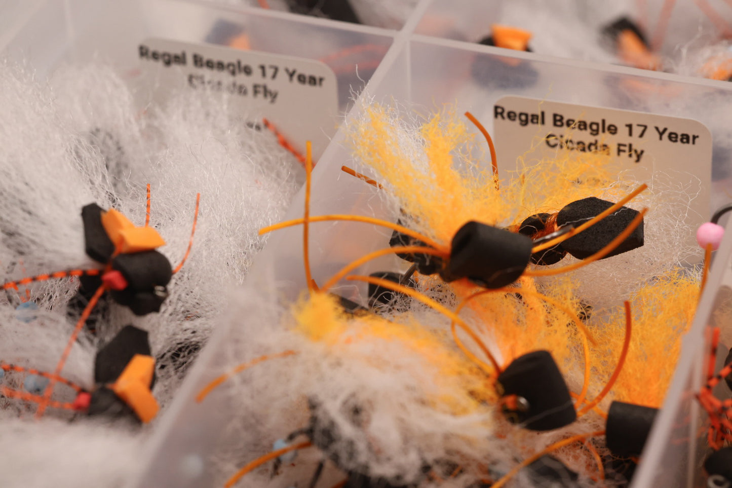 Regal Beagle 17 Year Cicada Fly