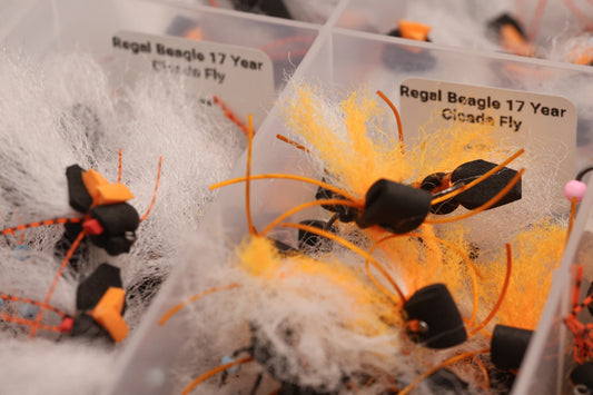 Regal Beagle 17 Year Cicada Fly