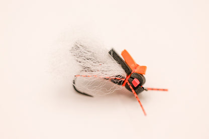 Regal Beagle 17 Year Cicada Fly