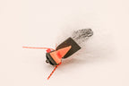 Regal Beagle 17 Year Cicada Fly