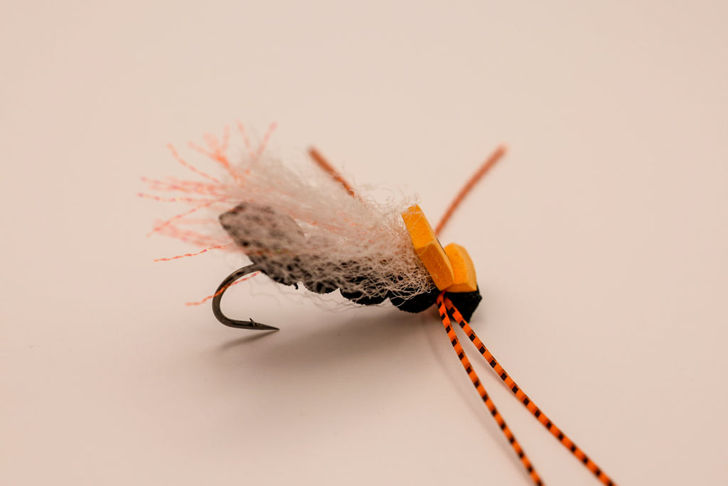 MFC Cook's Periodical Cicada