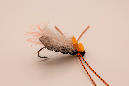 MFC Cook's Periodical Cicada