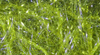 Large UV Polar Chenille
