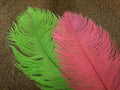 Ostrich Plume 14" to 16"