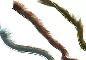 Micro Pine Squirrel Zonkers