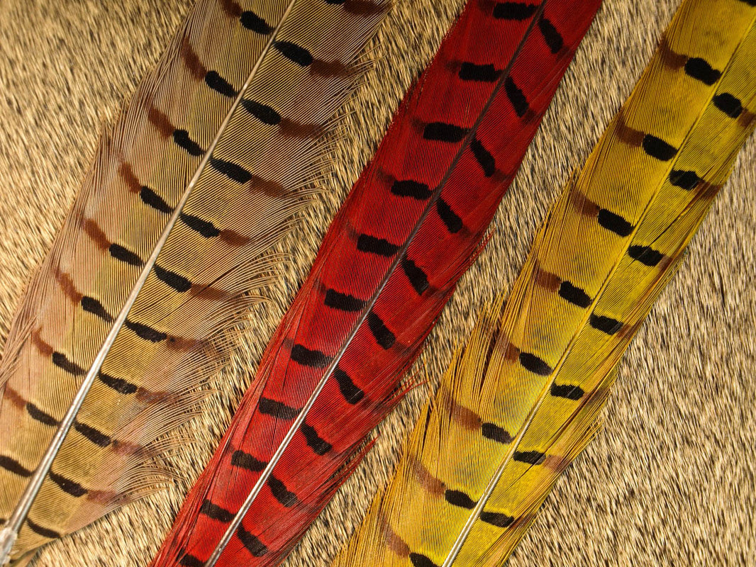Ringneck Pheasant Center Tails