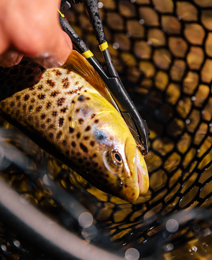 Loon Rogue Hook Removal Forceps