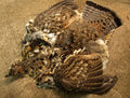 Ruffed Grouse Skin
