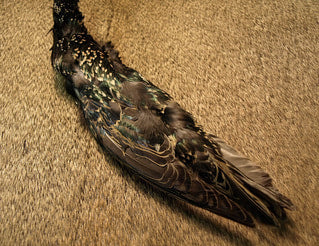 Select Starling