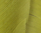 Light Olive