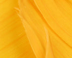 Sulphur Orange