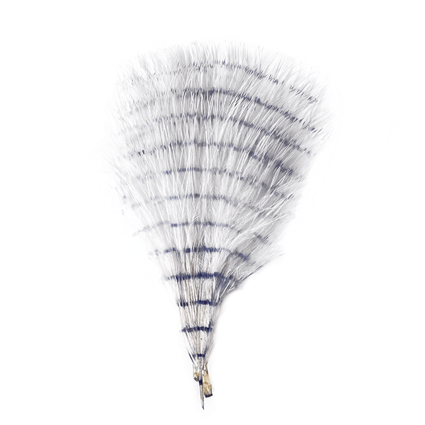 Fine Barred Marabou