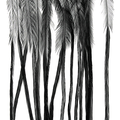 Whiting 100 Pack