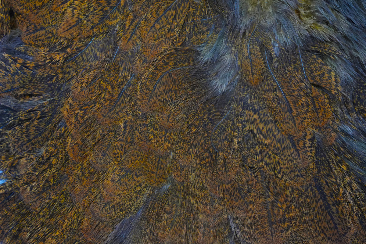 Whiting Farms Coq de Leon Hen Soft Hackle with Chickabou - Speckled dyed Copper Olive