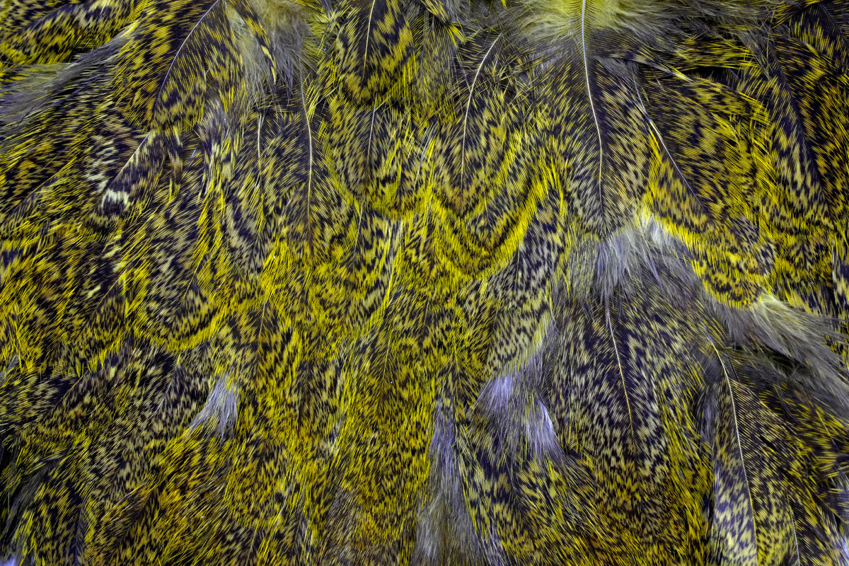 Whiting Farms Coq de Leon Hen Soft Hackle with Chickabou - Speckled dyed Yellow