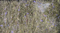 Fly Fish Food's Bruiser Blend Dubbing