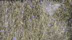 Fly Fish Food's Bruiser Blend Dubbing