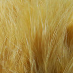 Ginger