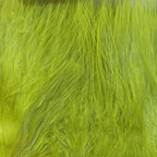 Gold Olive