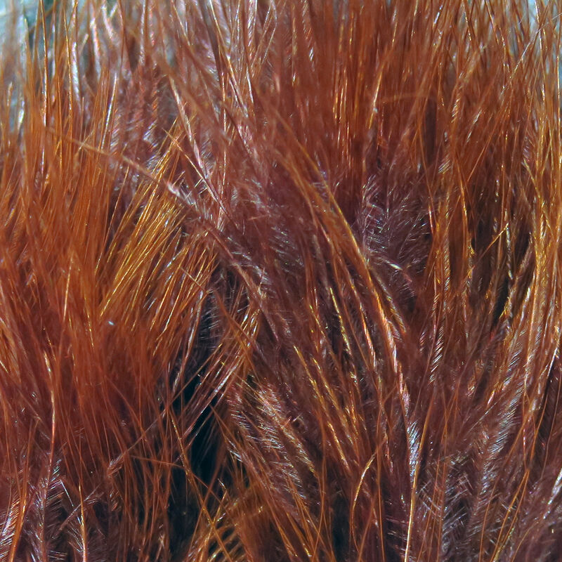 Rusty Brown