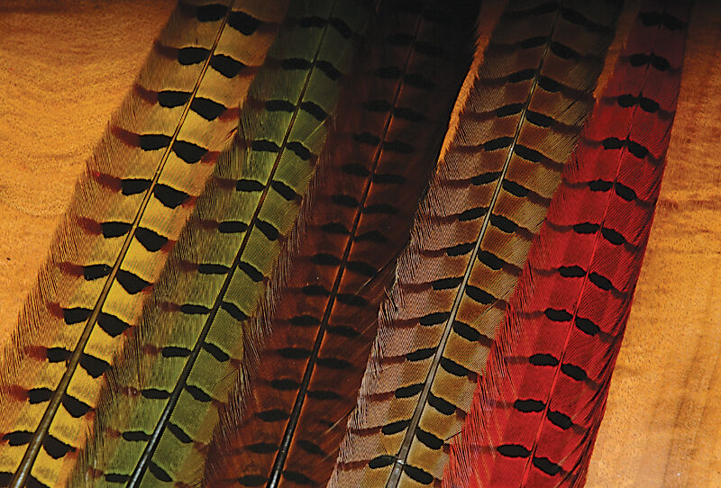 Ringneck Pheasant Tail Feathers Natural