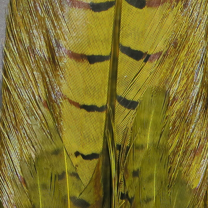 Dyed Olive