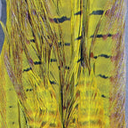 Dyed Yellow