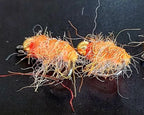 Nature's Spirit Scud-Lisios Dubbing